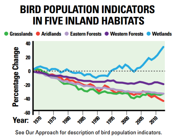 bird populations